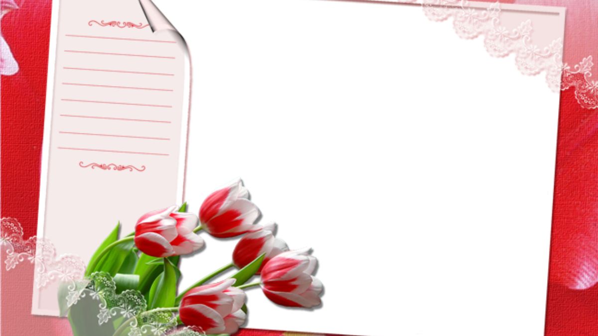 Hình nền hoa tulip đỏ trên nền trắng, chất lượng HD, 1080x1920, lý tưởng cho thiệp chúc mừng và thiết kế sáng tạo.